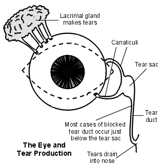 Diagramme montrant la production des yeux et des larmes