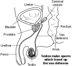 Schéma en coupe des organes reproducteurs masculins