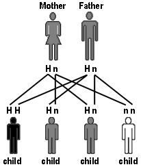 Hémochromatose héréditaire