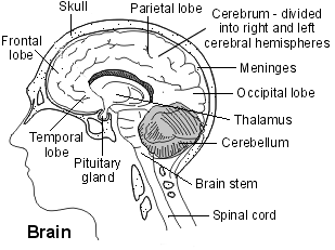 Schéma en coupe du cerveau