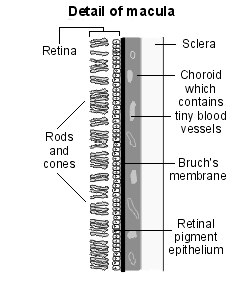 Diagramme détaillant la macula
