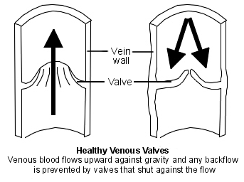Valves veineuses normales