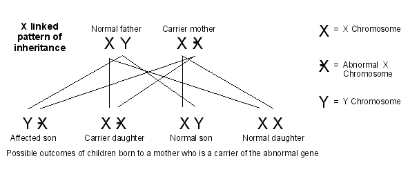 modèle d'hérédité lié au chromosome X