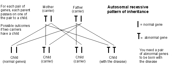 mode de transmission autosomique récessif