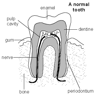 une dent normale
