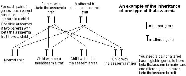L'hérédité de la thalassémie