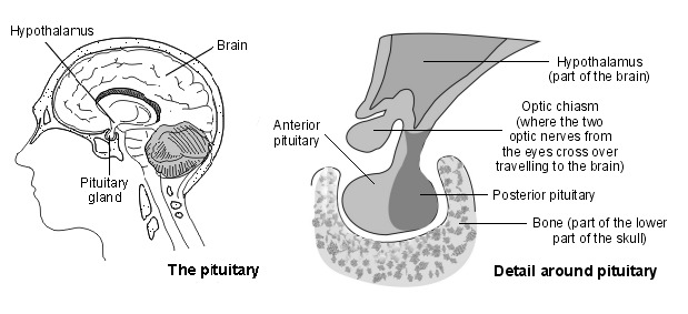 l'hypophyse
