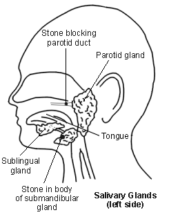 Glandes parotides
