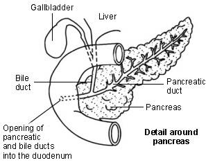 Diagramme montrant les détails autour du pancréas