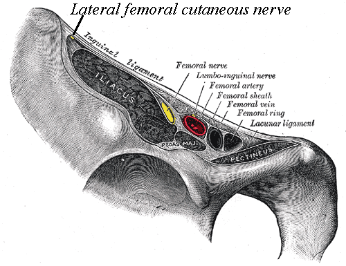 Nerf cutané latéral de la cuisse - anatomie