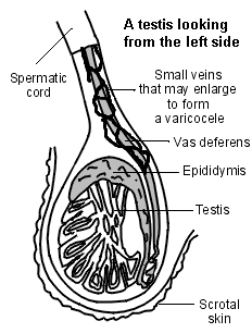 Testicule avec petites veines