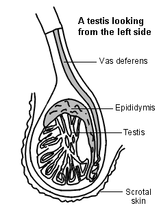 Schéma en coupe d'un testicule