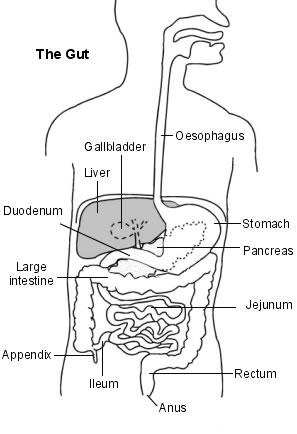 Schéma en coupe de l'abdomen montrant l'ensemble des organes gastro-intestinaux