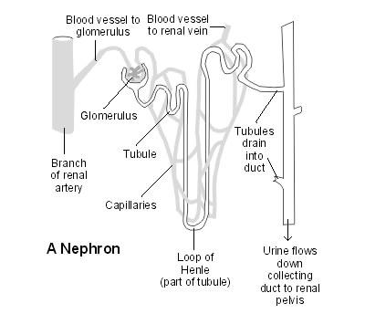 Néphron