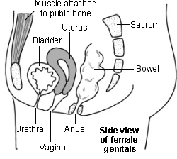 organes génitaux féminins