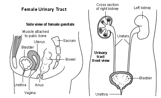 Vue latérale des organes génitaux féminins et diagramme en coupe des voies urinaires