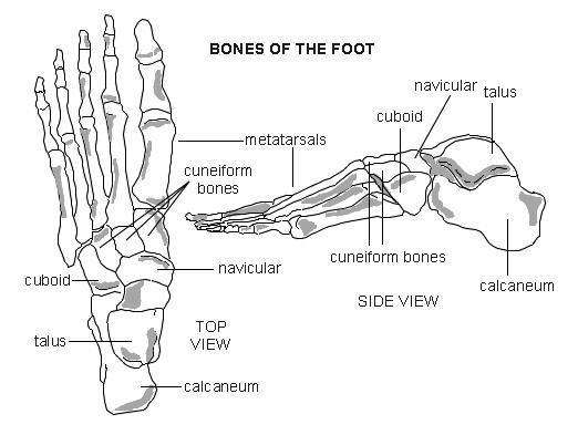 Os du pied.