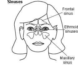 sinus