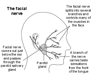 Coupe transversale de la tête montrant le nerf facial