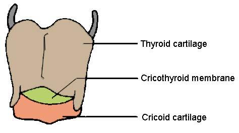 CRICOTHYROÏDOTOMIE (1)