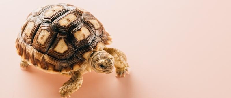 Tortue sur fond rose.