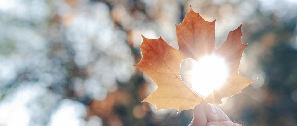Feuille d'érable d'automne orange avec découpe en forme de cœur, maintenue face à la lumière du soleil, créant un effet de brillance.