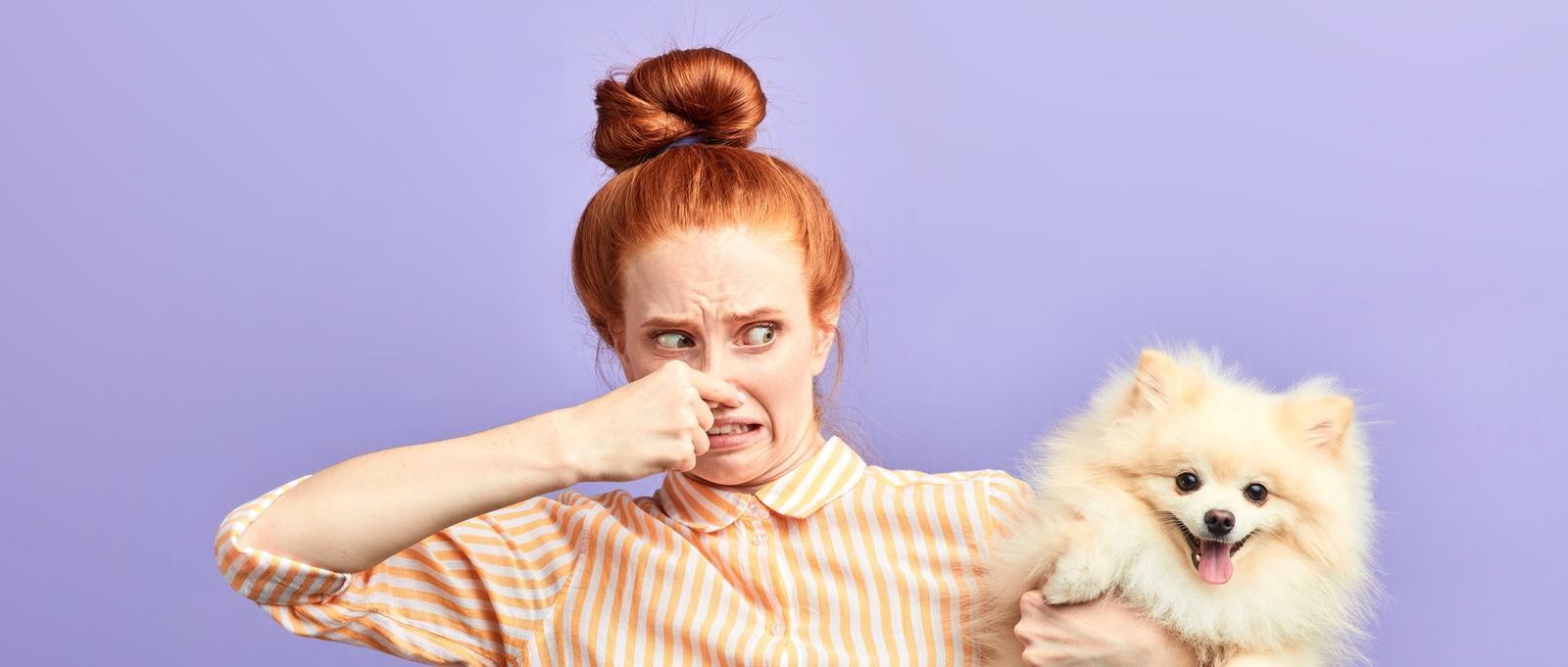 fille frustrée et en colère se bouchant le nez avec les doigts, tenant un chien puant. portrait en gros plan, isolé sur fond bleu
