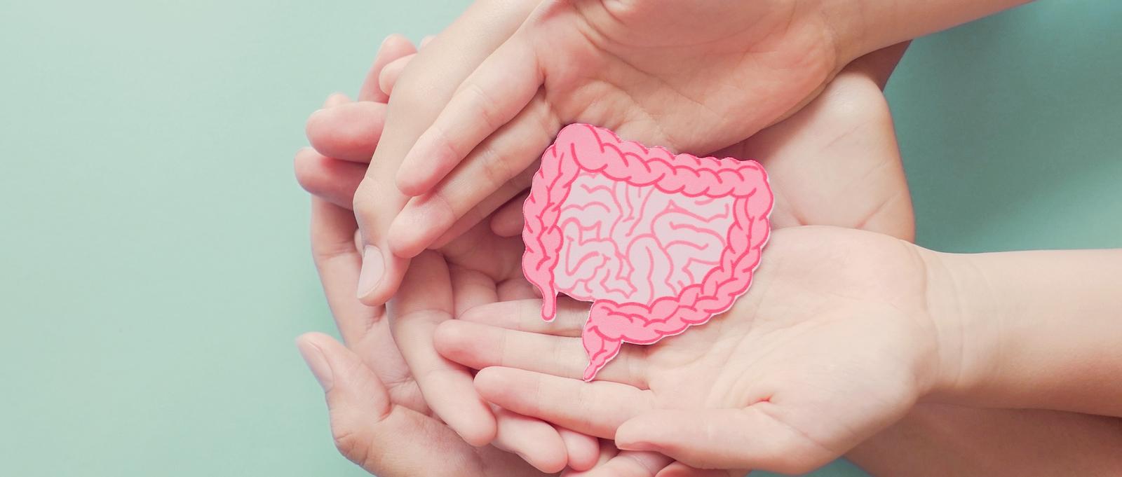 Mains tenant une découpe en carton d'un intestin