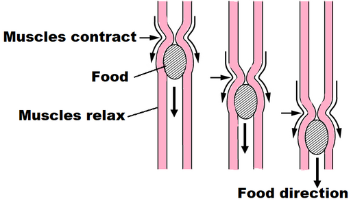 Diagramme montrant comment les aliments se déplacent dans le tube digestif lorsque les muscles se contractent et se relâchent, les flèches indiquant la direction.