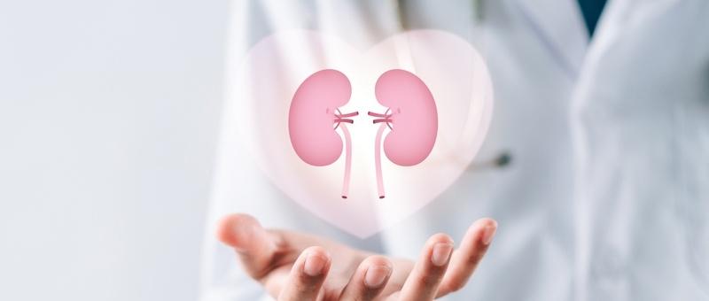 Main d'un professionnel de la santé tenant une projection holographique de reins roses à l'intérieur d'un cœur.