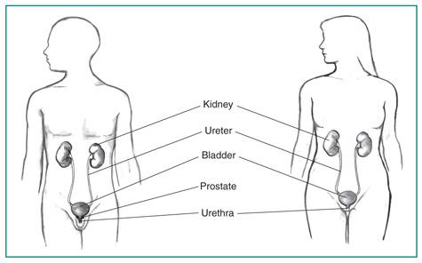 Male_Female_Urinary_Tracts_NKUDIC