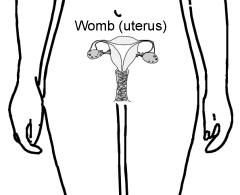 Organes reproducteurs féminins