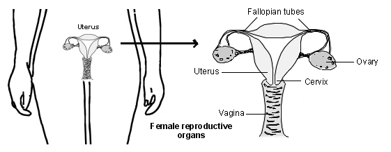 Organes reproducteurs féminins