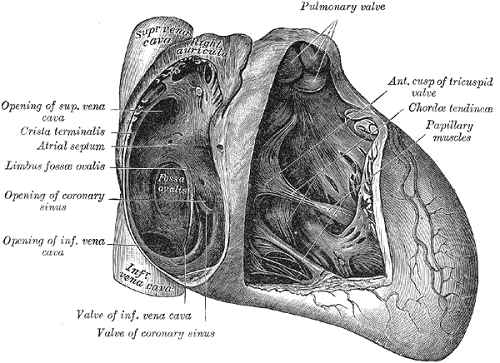 interatrial septum