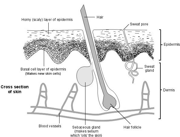 Peau - section transversale