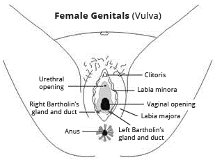 diagramme de l'appareil reproducteur féminin