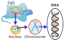 L'ADN dans la cellule eucaryote