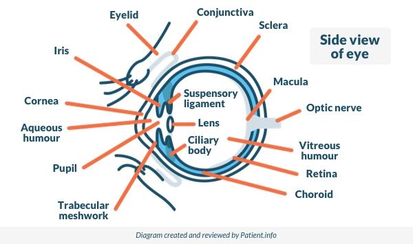 Vue latérale de l'œil