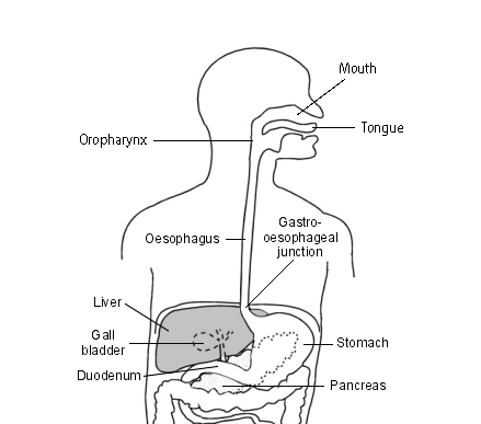 L'oropharynx et l'œsophage