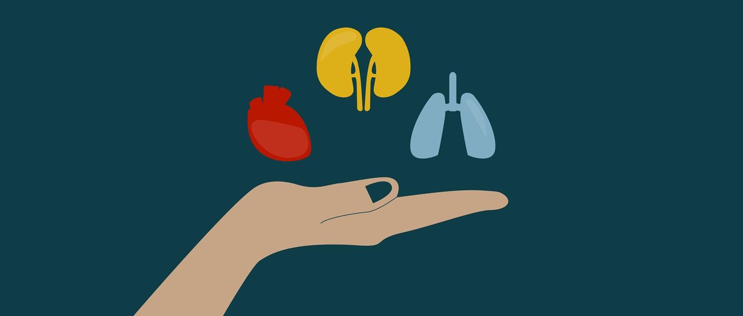 transplantation d'organes