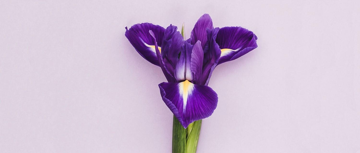 fleur d'odeur de vagin