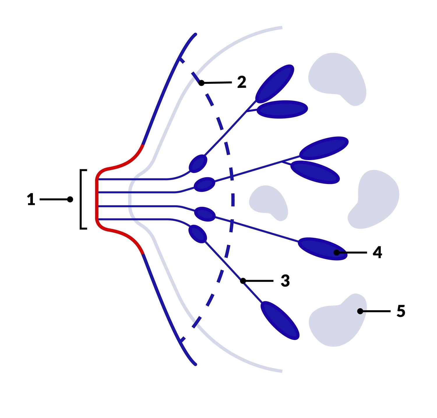 1) mamelon
2) l'aréole
3) canal lactifère
4) lobe
5) tissu adipeux