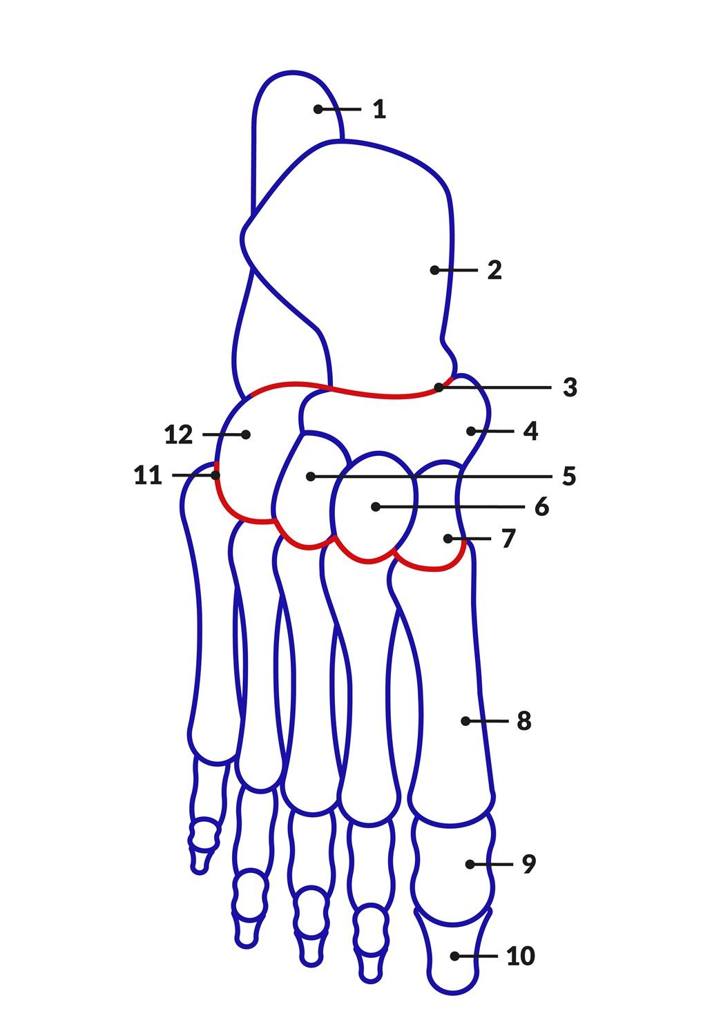anatomie du pied
