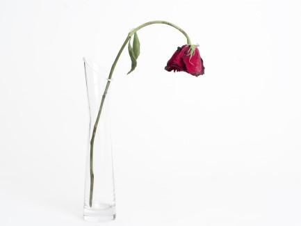 dysfonction érectile