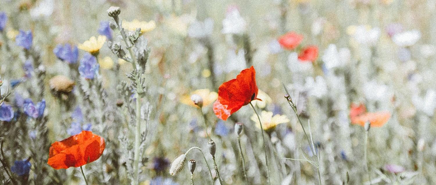 Image de l'article en vedette