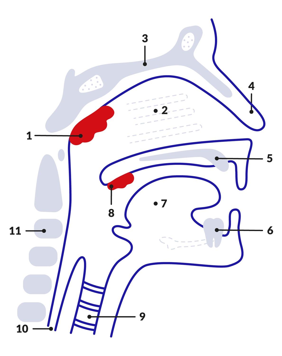 diagramme de la bouche et des voies nasales