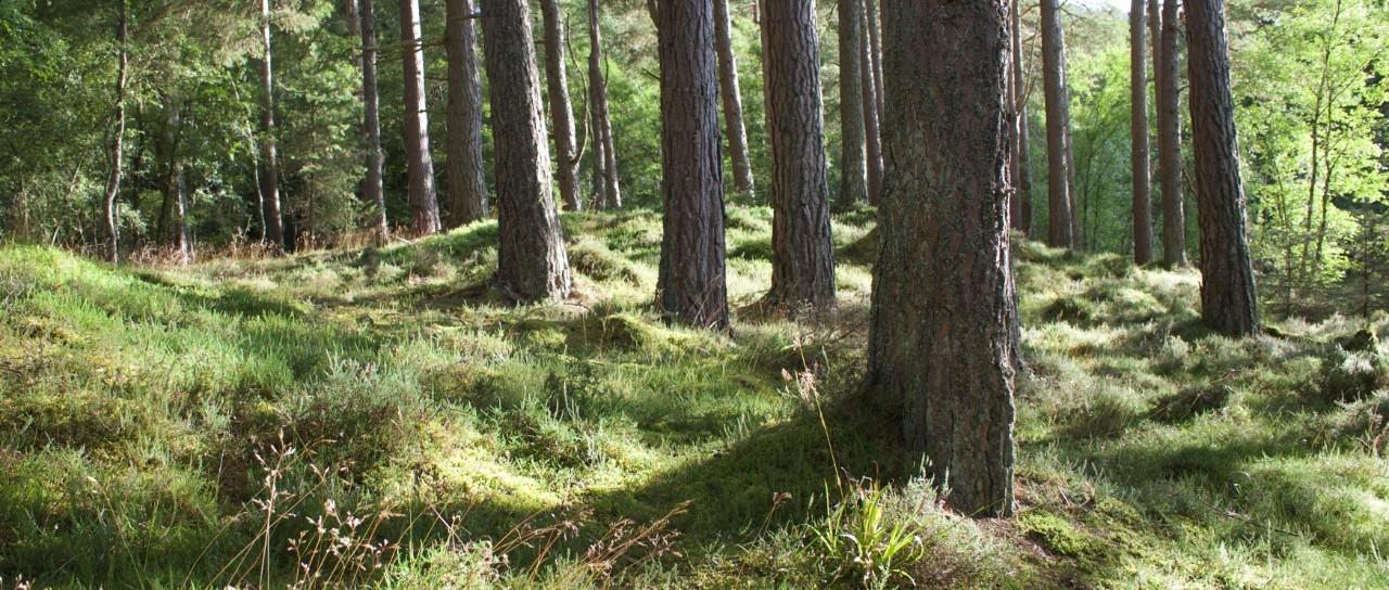 La maladie de Lyme en hausse