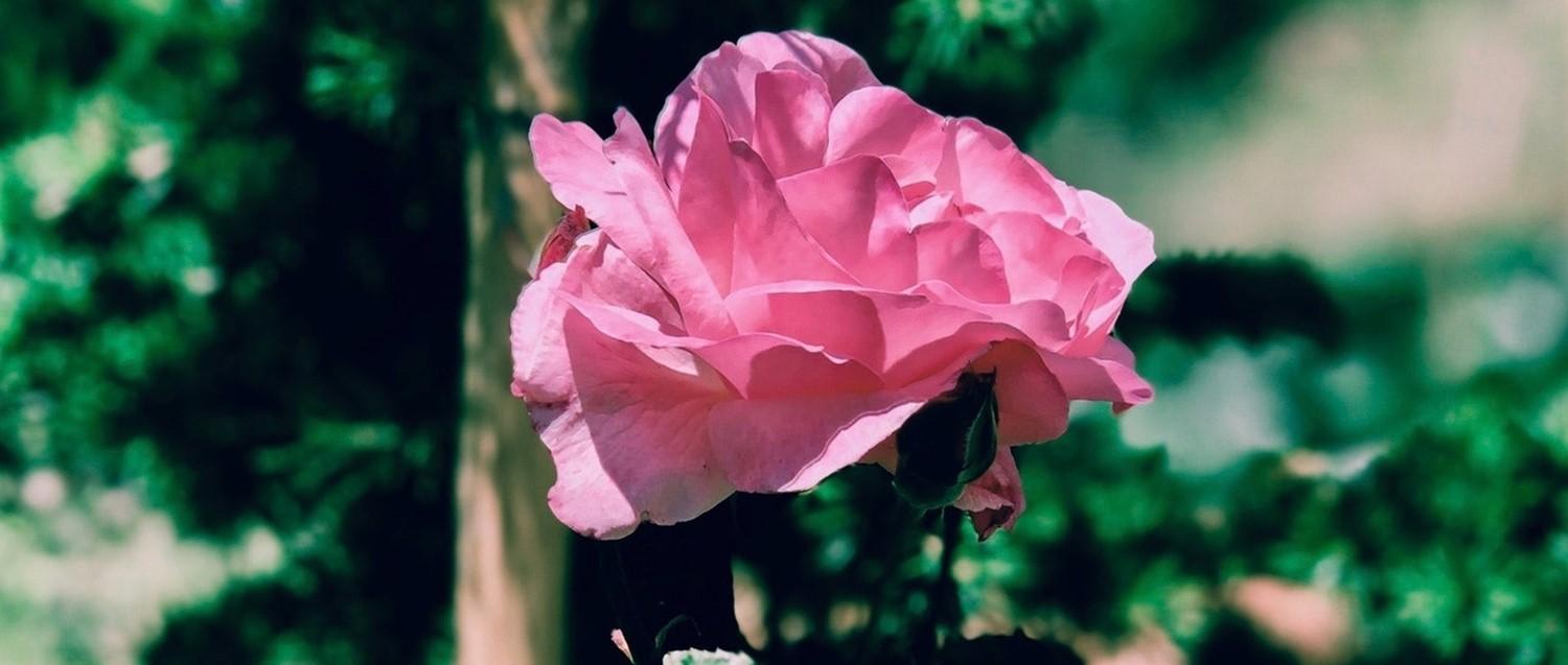 Les labiaplasties - qu'est-ce que c'est et sont-elles toujours nécessaires d'un point de vue médical ?