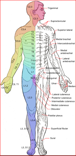 Examen neurologique