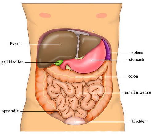 Anatomie de l'abdomen humain
